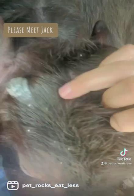 Baby Jack 