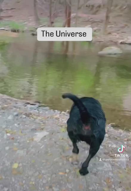 Luciano and the Forest 