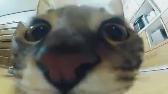 mein cat