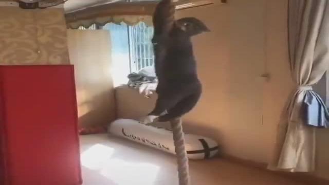 Funny Cat Climb